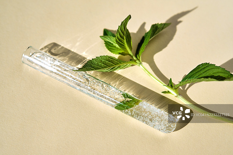 新鲜薄荷叶和玻璃试管在米色背景上图片素材