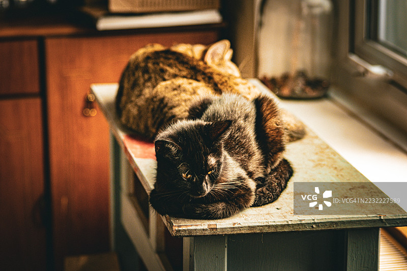 两只猫在家中窗边的桌子上休息图片素材