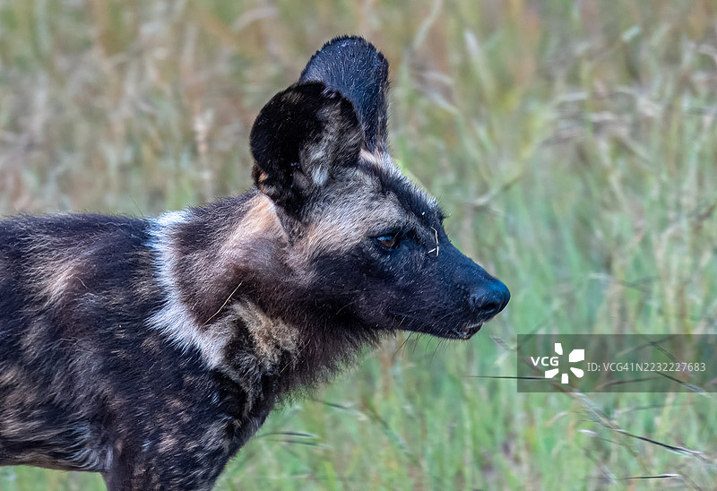 非洲野犬在其自然栖息地的特写镜头图片素材