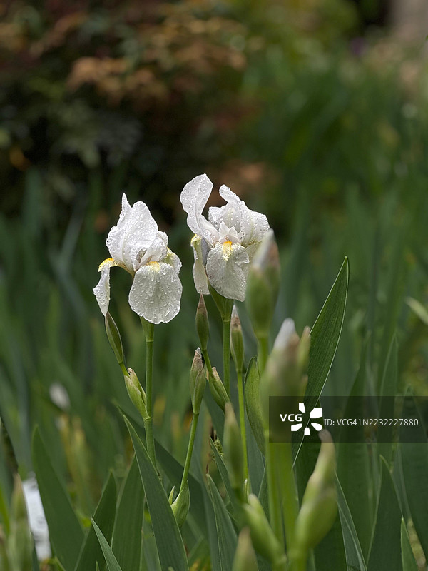 露珠覆盖的白色鸢尾花在郁郁葱葱的花园中图片素材