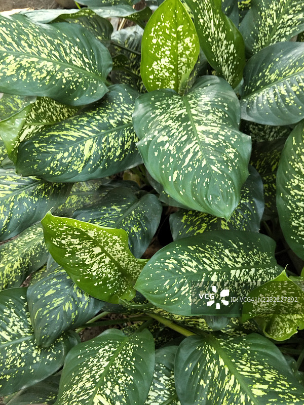 水珠滴落在郁郁葱葱的滴水观音叶子上特写镜头图片素材