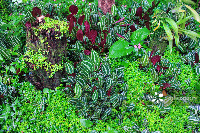混合植物和草药的花园作为背景图片素材