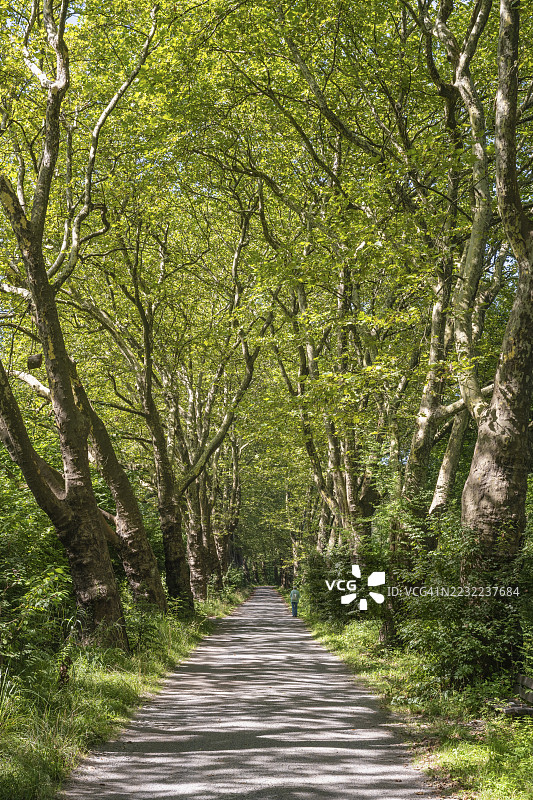 康斯坦茨，博登湖，康斯坦茨县，巴登-符腾堡州，德国的夏季榉树大道图片素材