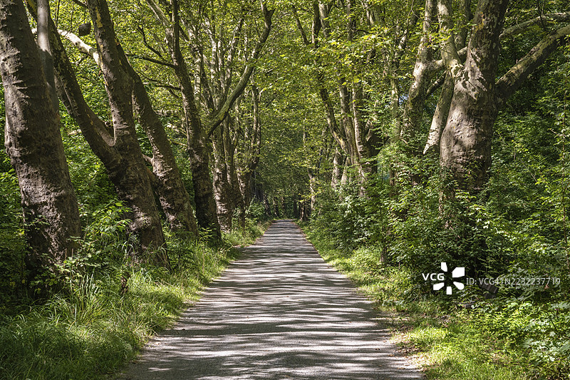 康斯坦茨，博登湖，康斯坦茨县，巴登-符腾堡州，德国的夏季榉树大道图片素材