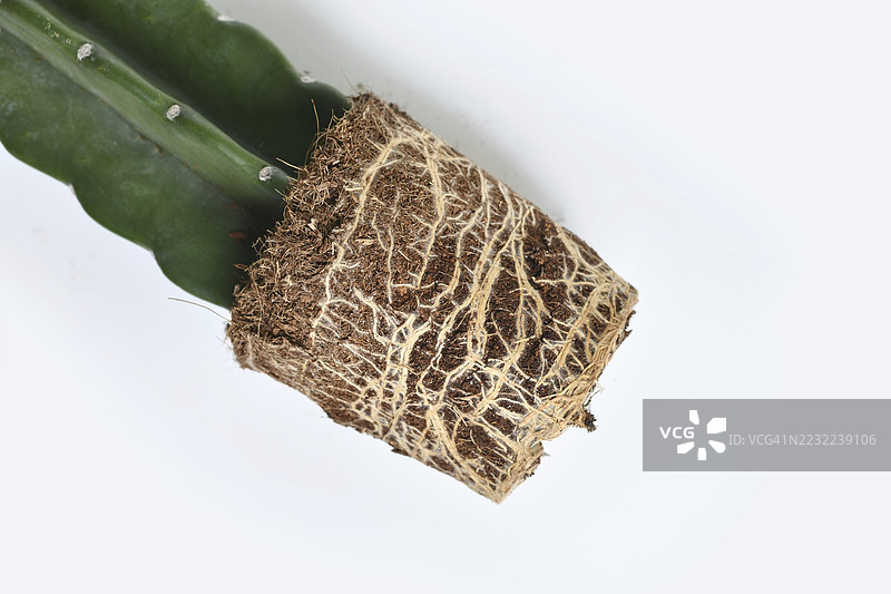 可爱的仙人掌室内植物的根系和根球，带有土壤，背景为白色图片素材