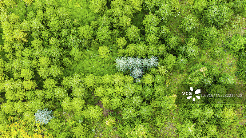 夏季的圣诞树种植。圣诞树在针叶林中生长，为即将到来的季节做准备。无人机照片。德国巴登-符腾堡州的厄斯特林根。图片素材