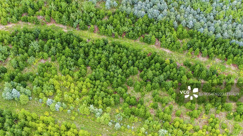 夏季的圣诞树种植。圣诞树在针叶林中生长，为即将到来的季节做准备。无人机照片。德国巴登-符腾堡州的厄斯特林根。图片素材
