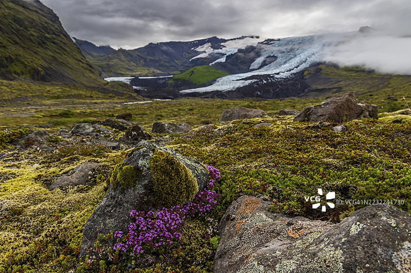 北极百里香(Thymus praecox ssp. arcticus),粉色花朵,苔藓,冰川舌在后,冰川,多云,夏季,法尔约库尔,斯卡夫塔费尔国家公园,冰岛图片素材