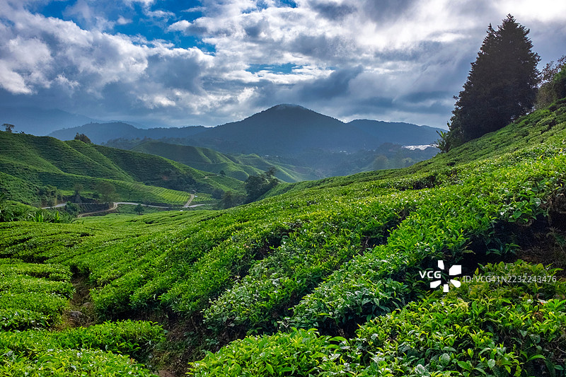 马来西亚卡梅伦高原下的郁郁葱葱的茶园与戏剧性的天空图片素材