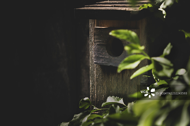 树干上被叶子环绕的木制鸟屋图片素材