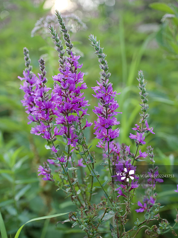 紫花地丁花在田野中的特写图片素材
