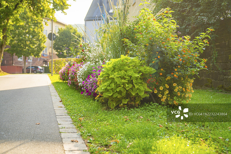 德国黑森林卡尔夫区纳戈尔德街道上的五彩缤纷花园带，绿意盎然，花朵绚丽多彩。图片素材