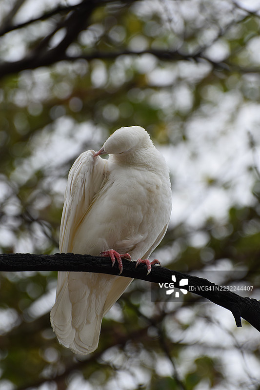 白鸽栖息在树枝上图片素材