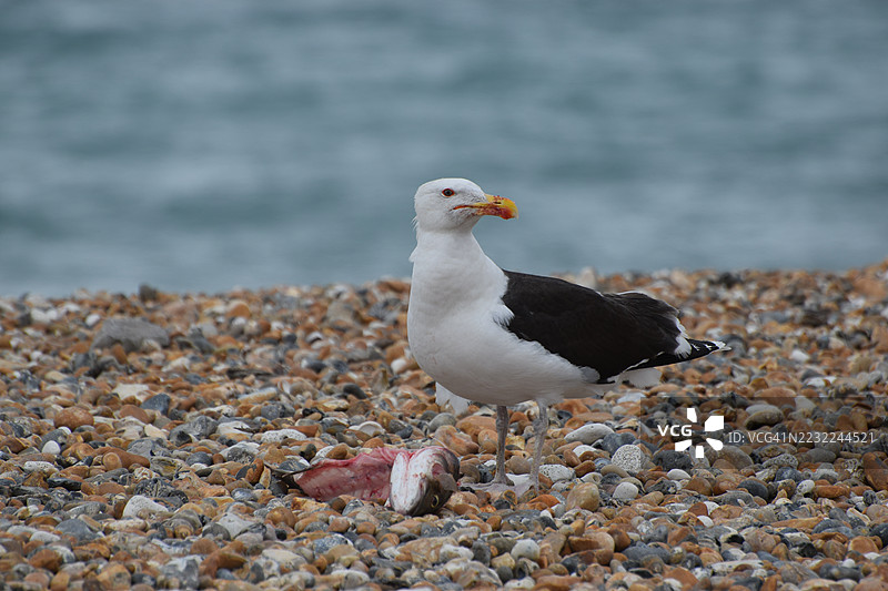 海鸥站在卵石海滩上，旁边有鱼的残骸图片素材