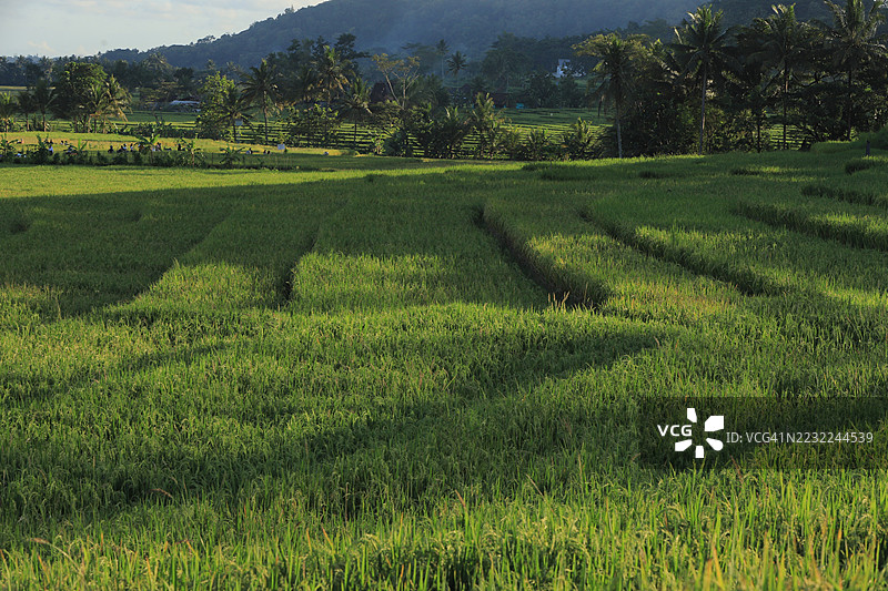 郁郁葱葱的稻田，背景有棕榈树和山脉图片素材