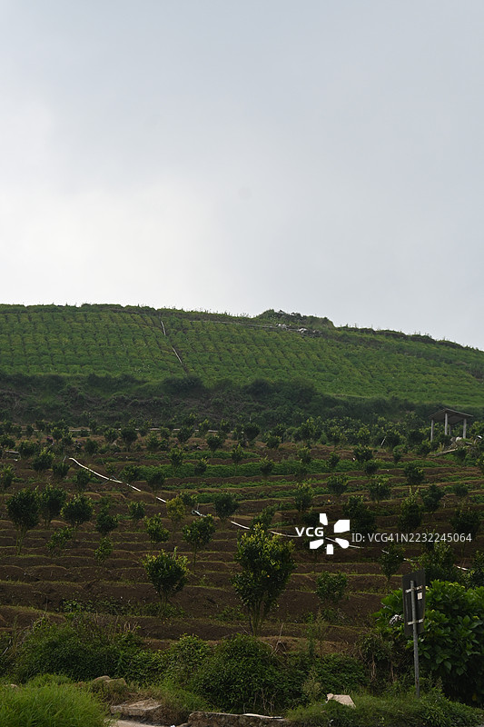 云雾天空下的郁郁葱葱的梯田山坡图片素材