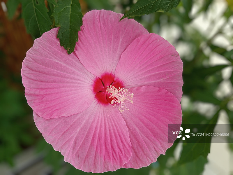 盛开的粉色木槿花特写图片素材