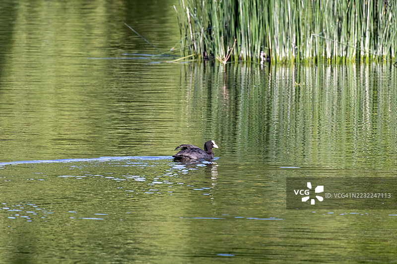 水塘中的 Eurasian Coot 鸭图片素材