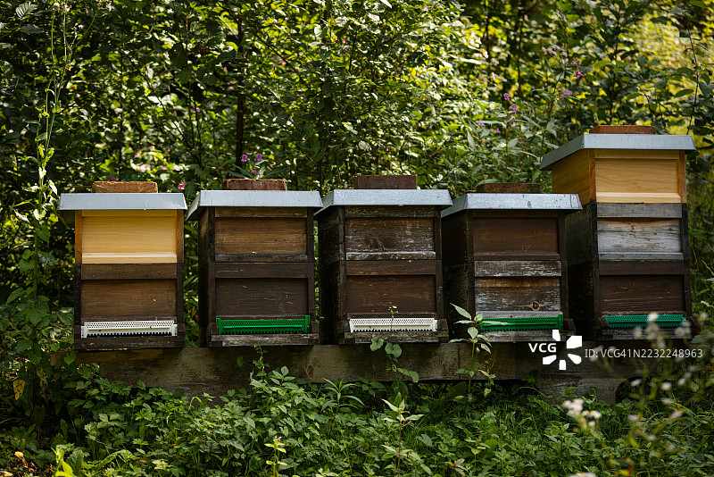 森林中的有机蜂箱。图片素材