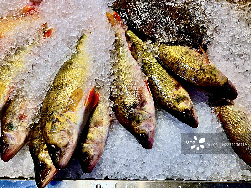 瑞典海鲜市场上的新鲜鲈鱼冰镇展示图片素材