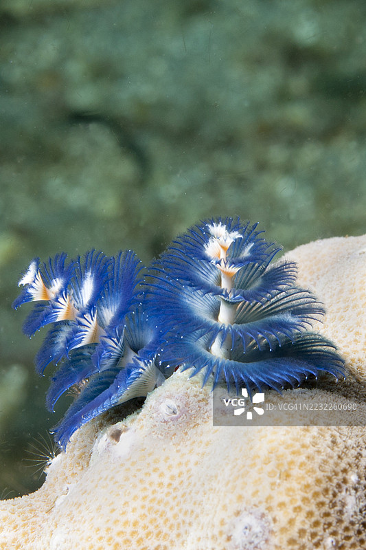 圣诞树虫图片素材