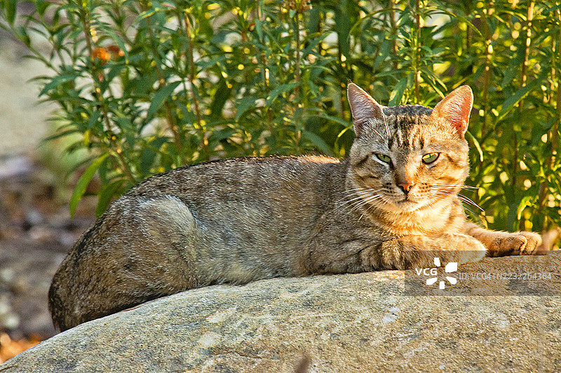 野猫Tico的肖像图片素材