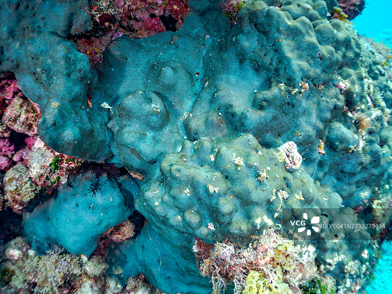 Cyphastrea chalcidicum。珊瑚群落。美丽的花朵状圣诞树虫(Spirobranchus giganteus)是珊瑚的寄生虫。这种昆虫的鳃属于毛虫科。南伊豆,伊豆半岛,中木港的 Hirizo 海滩,2025年。图片素材