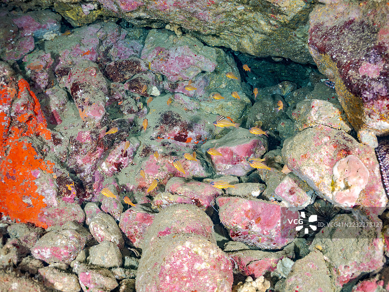 南方橙线红雀鱼（Ostorhinchus properuptus）、龙鳗（Enchelycore pardalis）等鱼群。平藏海滩，仲木港，南伊豆，伊豆半岛，静冈县，日本。- 2025年7月12日。图片素材