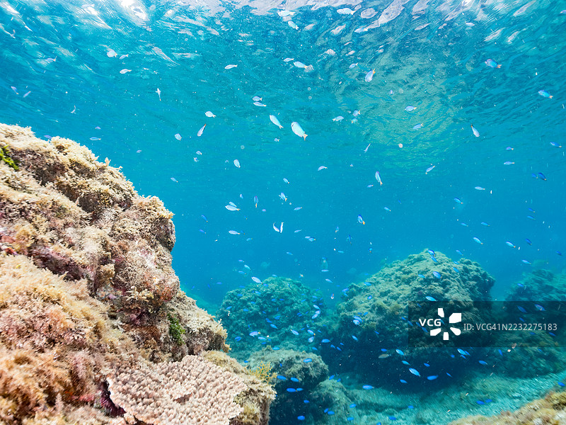 天使小丑鱼，Pomacentrus coelestis，以及其他鱼类。鱼群。静冈县南伊豆中木港的Hirizo海滩。- 2025年7月12日。图片素材