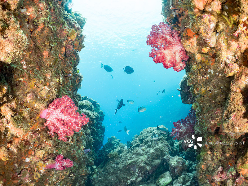 鸡 grunt,三条线鱼(Parapristipoma trilineatum),锯尾鱼(Prionurus scalprum)。海葵目,橙色杯状珊瑚(Tubastraea foulkneri),草莓珊瑚,星珊瑚科,扇珊瑚,扁平海绵(Melithaea Flabellifera)及其他软珊瑚以群落形式生长。还有其他鱼群。图片素材