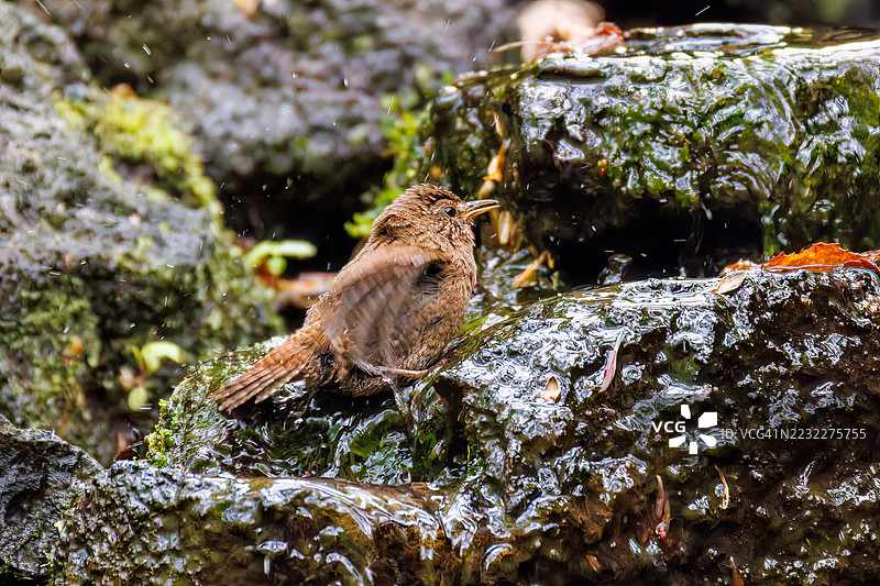 可爱的欧亚鹪鹩（Troglodytes troglodytes，属于灯笼鱼科）体型小巧，声音嘈杂而急促。正在春天里洗澡。地点：日本山梨县富士吉田市的Oodora温泉 - 2025图片素材