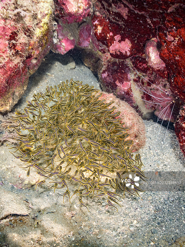 条纹鳗鲶，巴别鳗，日本斑点鳗，幼鱼群。带状珊瑚虾，条纹虾，毛虾。以及其他鱼群。平藏海滩，中木港，南伊豆，伊豆半岛，静冈县，日本。- 2025年7月12日。图片素材
