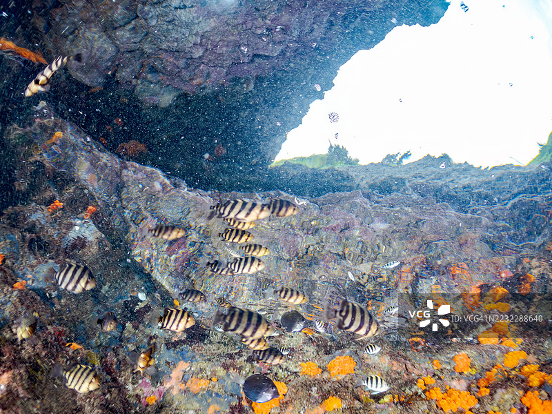 鹦嘴鱼，刀嘴鱼，带纹鱼，军官鱼，阿布德夫鱼，天使小丑鱼。幼鱼。以及其他。鱼群。橙色杯状珊瑚，福尔克内里珊瑚。平藏海滩，中城港，南伊豆，伊豆2025。图片素材
