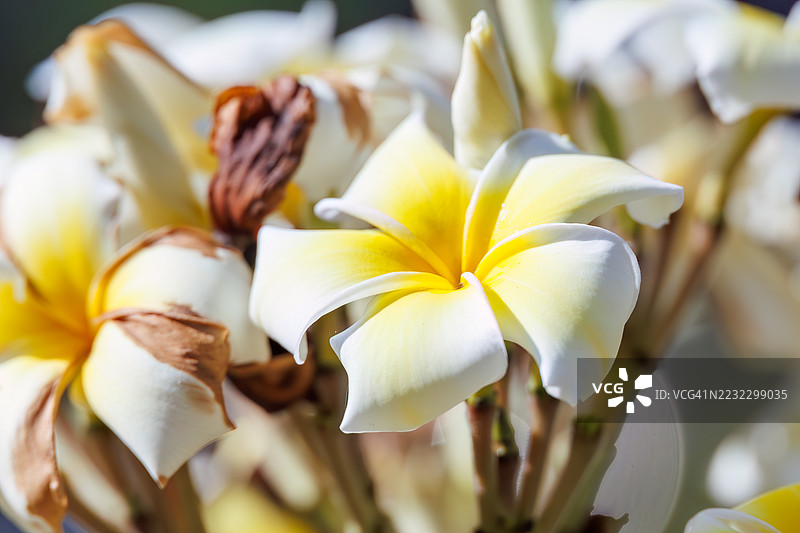 花园中的缅栀花。日本冲绳县岛尻郡慶良間群岛座间味岛 - 2025年6月29日图片素材