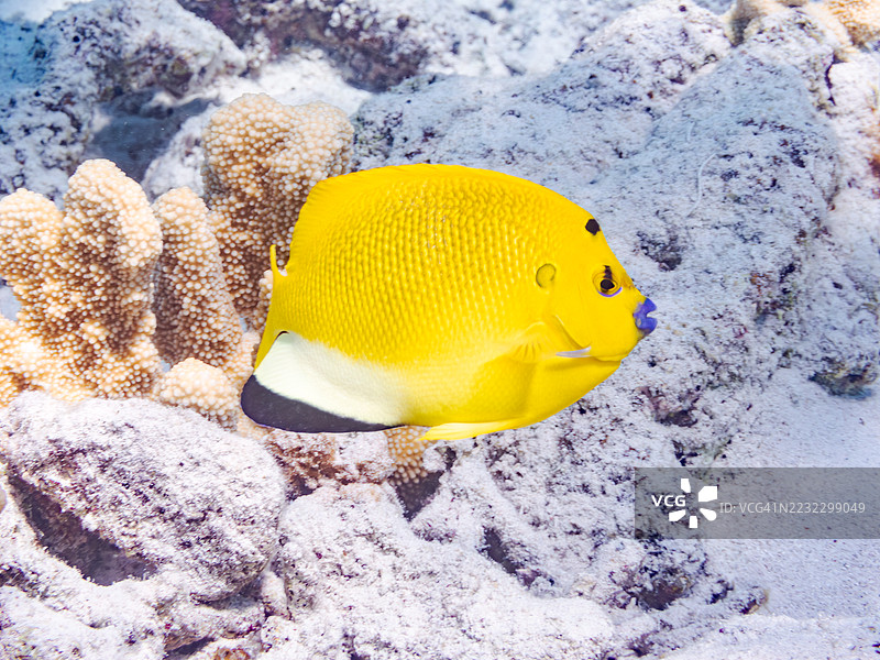 三点天使鱼，学名 Apolemichthys trimaculatus。一群热带鱼。美丽的珊瑚礁和游泳的人们。Gahi岛，座间味岛，慶良間群岛，岛尻郡，冲绳 - 2025年6月29日图片素材