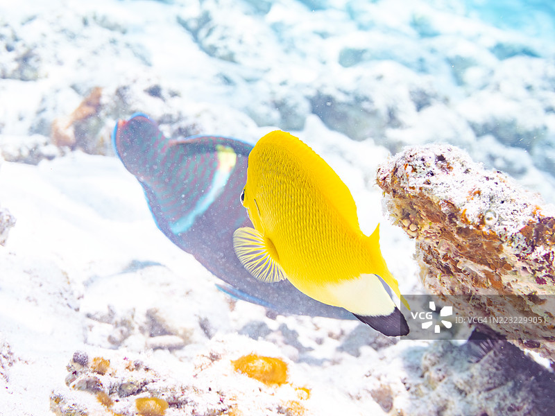 三点天使鱼,学名 Apolemichthys trimaculatus。一群热带鱼。美丽的珊瑚礁和游泳的人们。Gahi岛,座间味岛,慶良間群岛,岛尻郡,冲绳 - 2025年6月29日图片素材