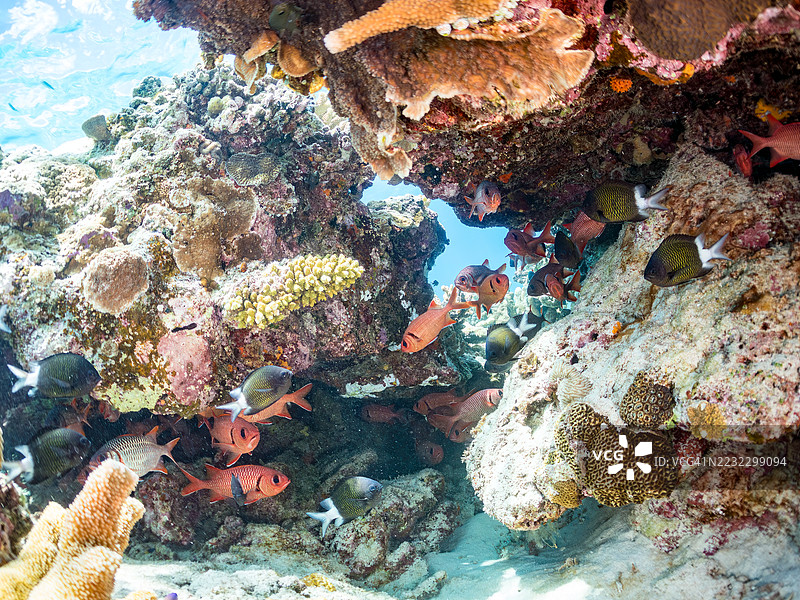 美丽的斑点眼士兵鱼（Myripristis berndti）和萨马拉松鱼（Neoniphon sammara）等在美妙的珊瑚礁海洞中的鱼群。热带鱼群。美丽的珊瑚礁和游泳的人们。加希岛，座间味。图片素材