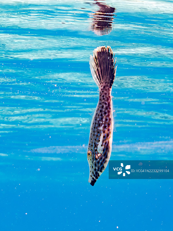 涂鸦鱼，阿鲁特鲁斯·斯克里普图斯。半水面摄影。一群热带鱼。美丽的珊瑚礁和游泳的人们。嘉比岛，座间味岛，庆良间群岛，岛尻郡，冲绳 - 2025年6月29日图片素材