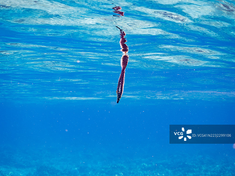 涂鸦鱼，学名 Aluterus scriptus。半水面摄影。一群热带鱼。美丽的珊瑚礁和游泳的人们。Gahi岛，座间味岛，慶良間群岛，岛尻郡，冲绳 - 2025年6月29日图片素材