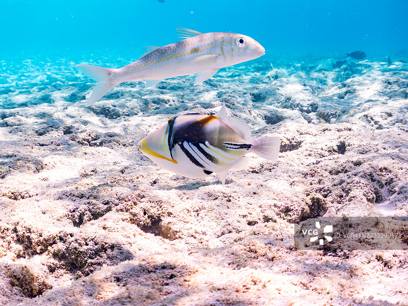 美丽的泻湖触须鱼。皮卡索鱼,胡姆胡姆努库努库阿普阿(Rhinecanthus aculeatus)。大眼鲹,卡兰克斯·塞克斯法西亚图斯,黄条山羊鱼,穆洛伊迪克西斯·弗拉沃利内阿图斯。一群热带鱼。加希岛,座间味岛,慶良間群岛。图片素材