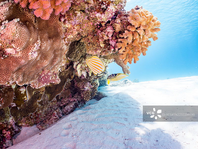华丽蝴蝶鱼,学名Chaetodon ornatissimus。一群热带鱼。美丽的珊瑚礁和游泳的人们。加比岛,座间味岛,慶良間群岛,岛尻郡,冲绳,日本 - 2025年6月29日图片素材