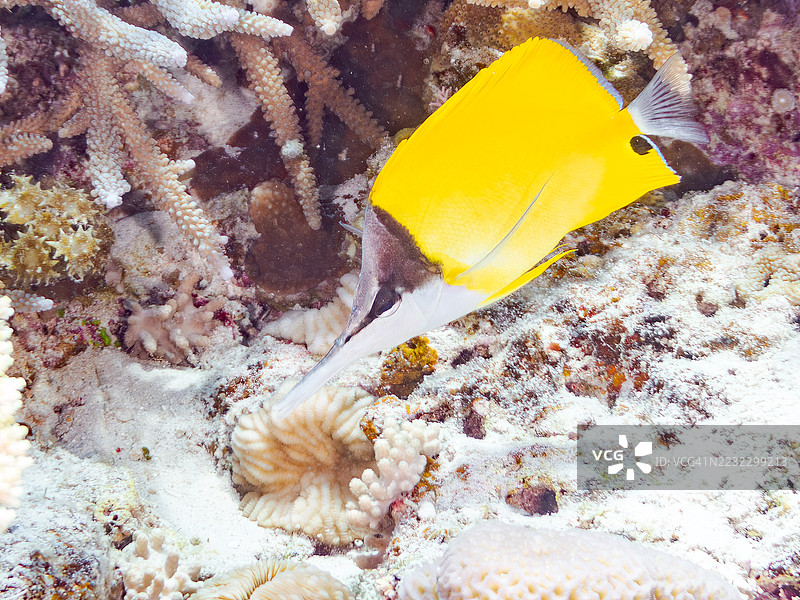 美丽的钳嘴鱼,黄色长鼻蝴蝶鱼(Forcipiger flavissimus)和其他鱼类在奇妙的珊瑚礁中。一群热带鱼。美丽的珊瑚礁和游泳的人们。Gahi岛,座间味岛,慶良間群岛,岛尻郡,2025年图片素材