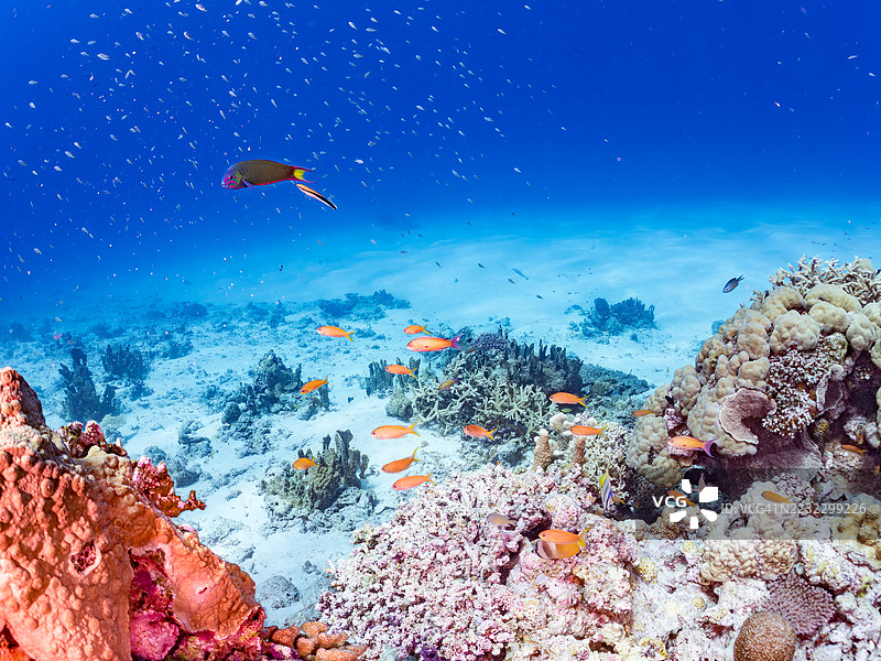 海金鱼,鳞鳍伪鲷,蓝绿小丑鱼,蓝绿小丑,日出蝴蝶鱼,克莱尼蝶鱼,一群热带鱼。美丽的珊瑚礁和游泳的人们。Gahi岛,座间味岛,慶良間群岛。图片素材
