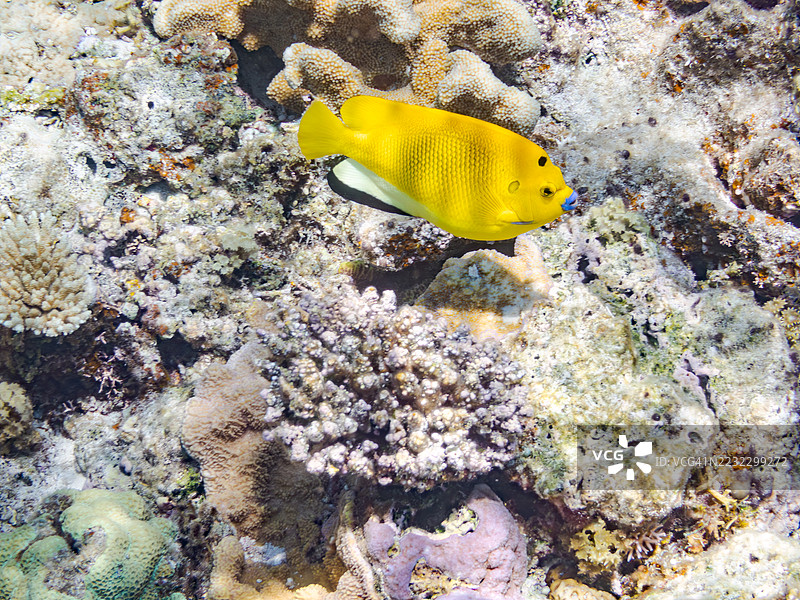 三点天使鱼，学名 Apolemichthys trimaculatus。一群热带鱼。美丽的珊瑚礁和游泳的人们。Gahi岛，座间味岛，慶良間群岛，岛尻郡，冲绳 - 2025年6月29日图片素材