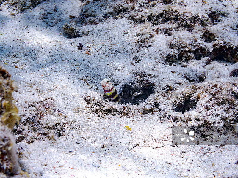 共生，美丽的虾虎鱼，阿姆布利厄托里斯·惠勒， snapping shrimp，阿尔菲乌斯属，一群热带鱼。美丽的珊瑚礁和游泳的人们。Gahi岛，座间味岛，慶良間群岛，岛尻郡，冲绳 - 2025年6月29日图片素材
