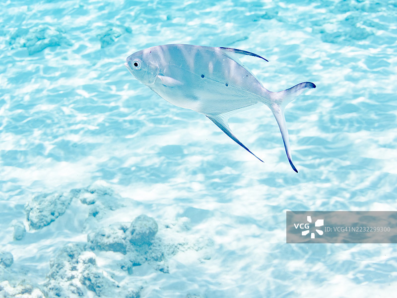 美丽的小斑点飞鱼,Trachinotus baillonii,栖息在美丽的白色沙滩上。半水面摄影。一群热带鱼。美丽的珊瑚礁和游泳的人们。Gahi岛,座间味岛,慶良間群岛,岛尻郡,冲绳 - 2025图片素材