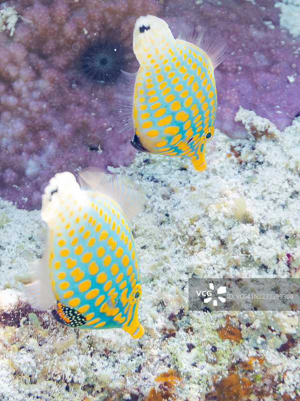 可爱的哈雷昆斑点鱼，橙点斑点鱼（Oxymonacanthus longirostris）和其他美丽的珊瑚礁。热带鱼群。美丽的珊瑚礁和游泳的人们。Gahi岛，座间味岛，慶良間群岛，岛尻郡，2025年图片素材