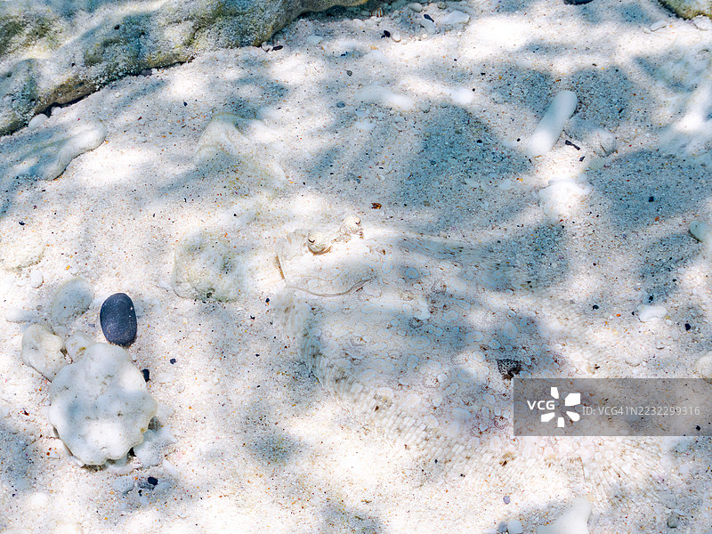 豹鲽，斑点鲽。热带鱼群。美丽的珊瑚礁和游泳的人们。嘉比岛，座间味岛，慶良間群岛，岛尻郡，冲绳，日本 - 2025年6月29日图片素材