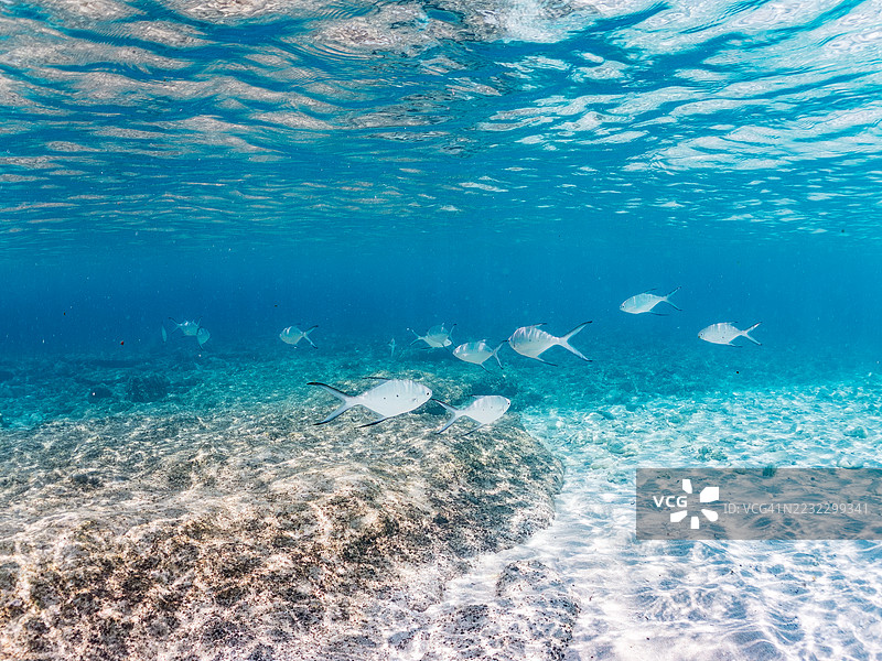 美丽的小斑点飞鱼,Trachinotus baillonii,栖息在美丽的白色沙滩上。半水面摄影。一群热带鱼。美丽的珊瑚礁和游泳的人们。Gahi岛,座间味岛,慶良間群岛,岛尻郡,冲绳 - 2025图片素材