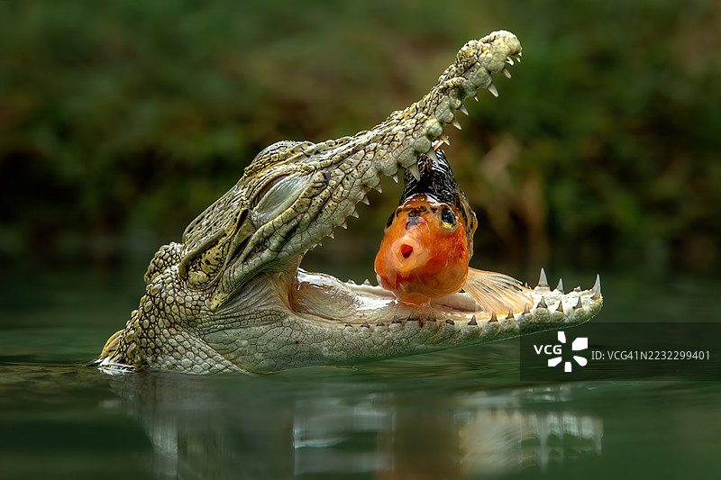 咸水鳄鱼图片素材